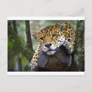 Vackert jaguar-relaxering i träd vykort