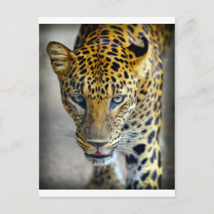 Vackert jaguar vykort