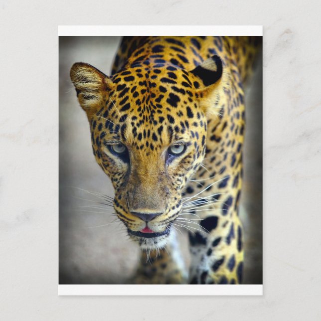 Vackert jaguar vykort (Framsida)