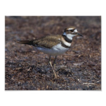 Vackert Killdeer vid Beach