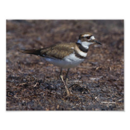 Vackert Killdeer vid Beach Fototryck