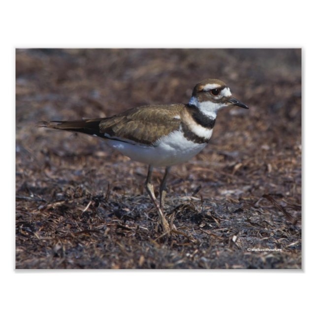 Vackert Killdeer vid Beach Fototryck (Framsidan)
