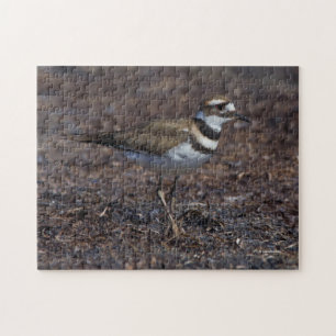 Vackert Killdeer vid Beach Pussel