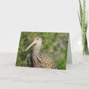 Vackert kort för hälsning av limpkin