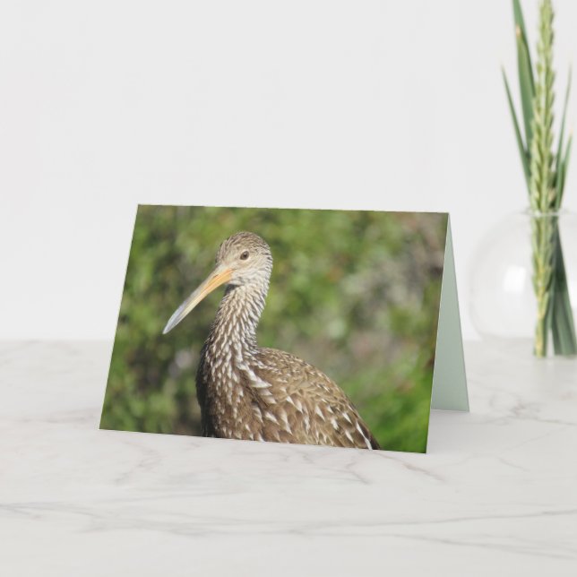 Vackert kort för hälsning av limpkin (Framsida)