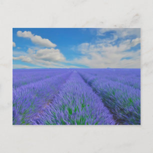 Vackert landskap i Lavender fält Vykort