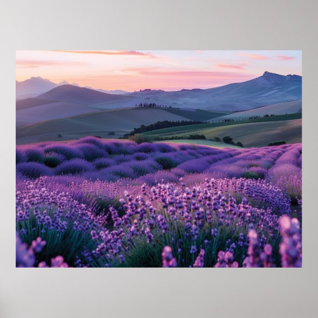 Vackert lavnder fält vid solnedgången poster (Framsidan)