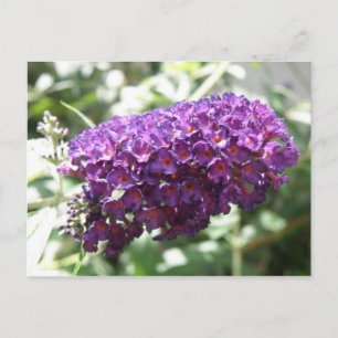 Vackert Lila Buddleia Flowers vykort