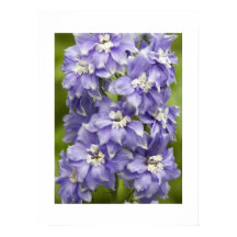 Vackert lila Delphinium blomfotografi