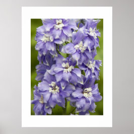Vackert lila Delphinium blomfotografi Poster
