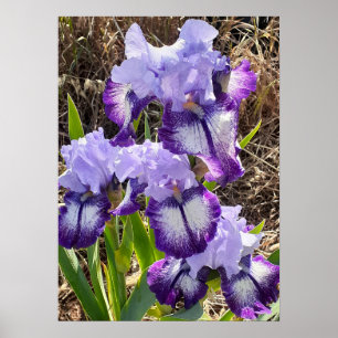 Vackert Lila Iris Lilac Blomsterträdgård Poster