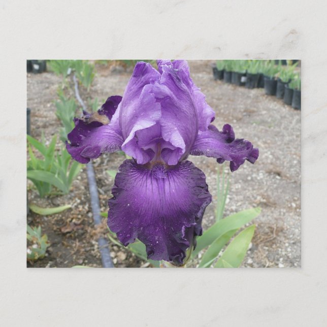 Vackert lila iris-vykort vykort (Framsida)