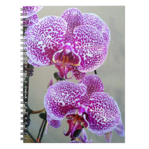 Vackert Lila White Orchid Close Photo Anteckningsbok Med Spiral