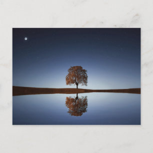 Vackert Lone Träd reflekterat i Sjö i Dusk Vykort