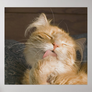Vackert maine Coon Cat Preening Photograph Poster