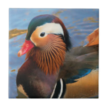 Vackert Mandarin Anka i dammen