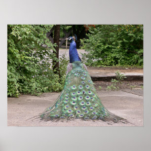 Vackert manligt hus poster