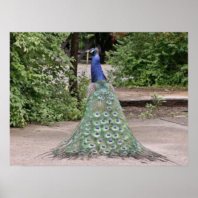 Vackert manligt hus poster (Framsidan)