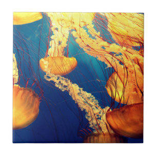 Vackert marinliv: Golden Jellyfish Kakelplatta