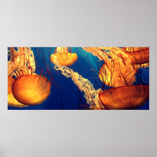 Vackert marinliv: Golden Jellyfish Poster