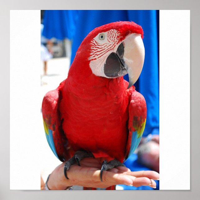 Vackert McCaw Poster (Framsidan)