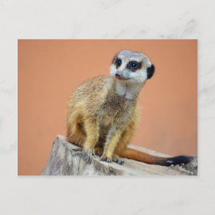 Vackert meerkat vykort