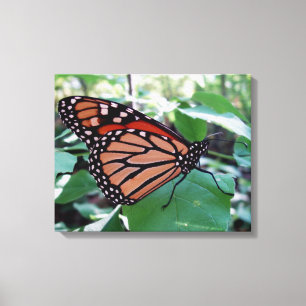 Vackert Monarch Butterfly Canvastryck
