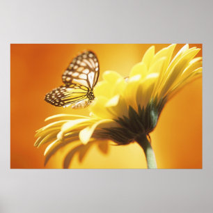 Vackert Monarch Butterfly på en blomma Poster