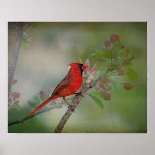 Vackert mr Cardinal Poster