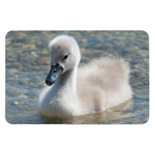 Vackert Mute Svan Duckling Magnet