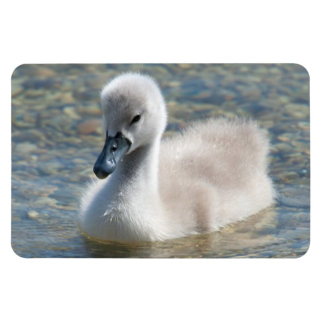Vackert Mute Svan Duckling Magnet (Horisontell)