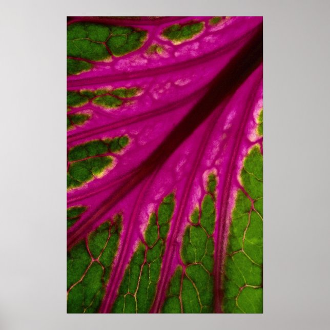 Vackert mycket rött och grönt löv mönster av kabba poster (Framsidan)