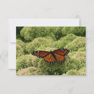 Vackert naturfoto från Viceroy Butterfly