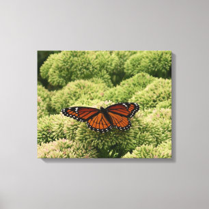 Vackert naturfoto från Viceroy Butterfly Canvastryck