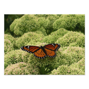Vackert naturfoto från Viceroy Butterfly Fototryck