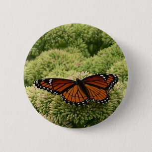 Vackert naturfoto från Viceroy Butterfly Knapp