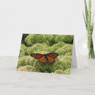 Vackert naturfoto från Viceroy Butterfly Kort