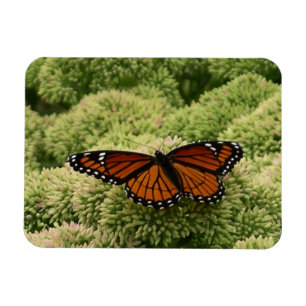 Vackert naturfoto från Viceroy Butterfly Magnet