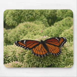 Vackert naturfoto från Viceroy Butterfly Musmatta