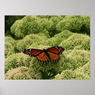Vackert naturfoto från Viceroy Butterfly Poster