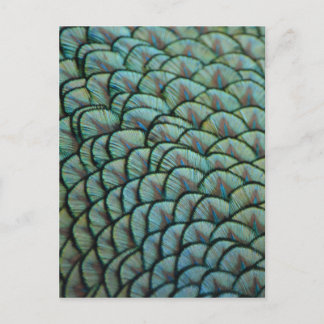 Vackert naturligt Struktur - Peacock Feathers Vykort