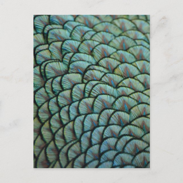 Vackert naturligt Struktur - Peacock Feathers Vykort (Framsida)