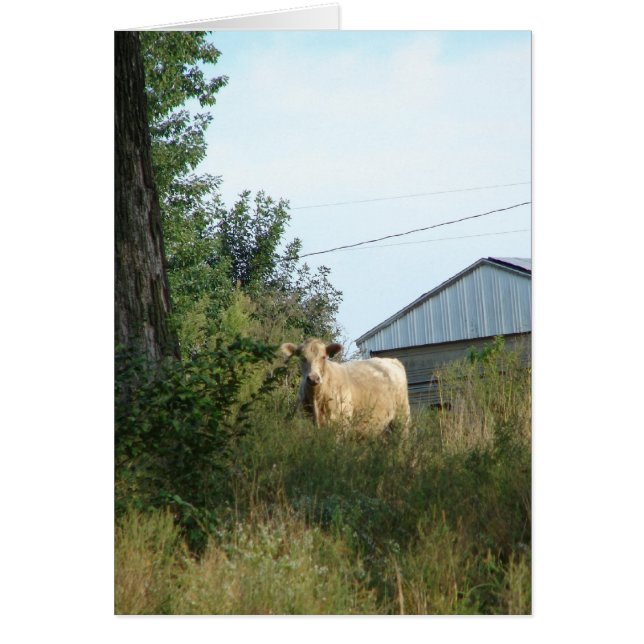 Vackert nötkreatur hälsningskort (Framsidan)