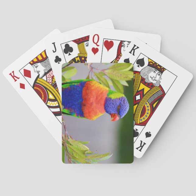 Vackert och färgfullt Rainbow Lorikeet Parrot Casinokort (Baksidan)