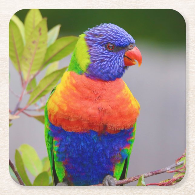 Vackert och färgfullt Rainbow Lorikeet Parrot Underlägg Papper Kvadrat (Framsidan)