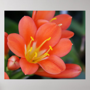 Vackert Orange Flower Photo Poster