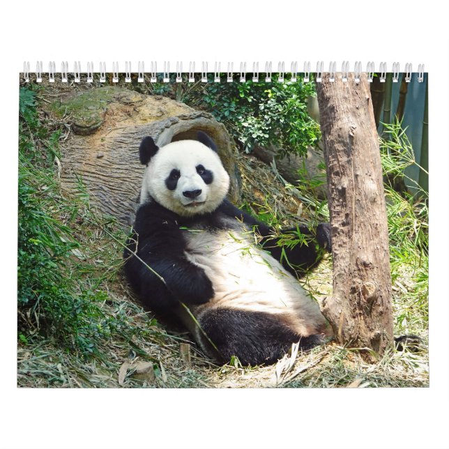 Vackert panda Bears Vacker Nature Photogratography Kalender (Omslag)