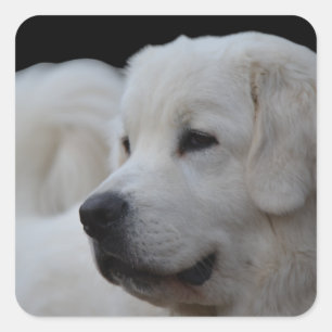 Vackert polsk Tatra Sheepdog Sticker Fyrkantigt Klistermärke