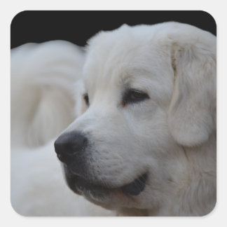 Vackert polsk Tatra Sheepdog Sticker Fyrkantigt Klistermärke