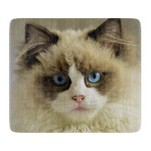 Vackert Ragdoll Cat med Blue Öga